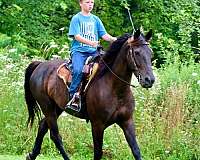 trail-morgan-horse