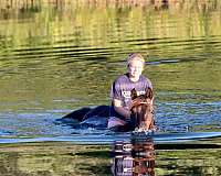 all-around-morgan-horse