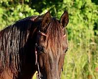 dressage-morgan-horse