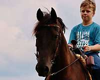 ranch-morgan-horse