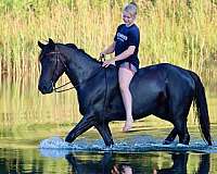 driving-morgan-horse