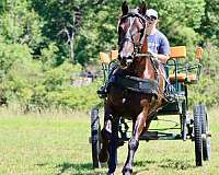 lesson-morgan-horse