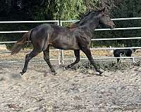 quarter-horse-filly