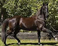 black-tennessee-walking-horse