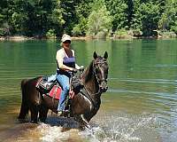 gaited-tennessee-walking-horse