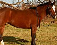 mustang-horse-for-sale