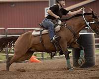 all-around-mustang-horse