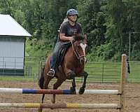 barrel-mustang-horse