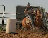 barrels-mustang-horse