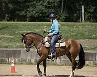 barrels-mustang-horse