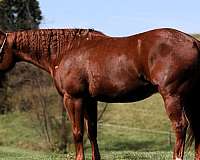 beginner-quarter-horse