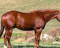 athletic-quarter-horse