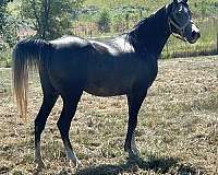 price-is-firm-arabian-horse