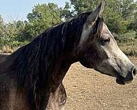 rsi-arabian-horse