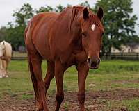 chestnut-jum-horse