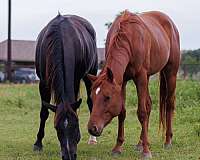 chestnut-star-horse