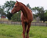 all-around-quarter-horse