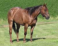 western-dressa-gelding