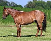 red-roan-western-dressa-horse