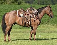 all-around-quarter-horse