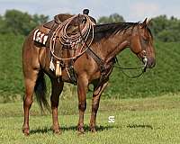 athletic-quarter-horse