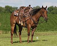 calf-roping-quarter-horse