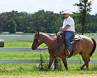 heading-quarter-horse