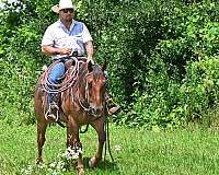 husband-safe-quarter-horse