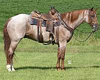 athletic-quarter-horse