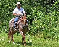 husband-safe-quarter-horse