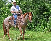 mounted-patrol-quarter-horse