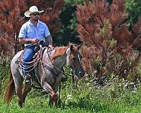 ranch-quarter-horse