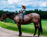 husband-safe-quarter-horse