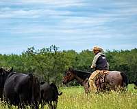 ranch-versatility-quarter-horse