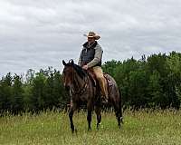 ranch-work-quarter-horse