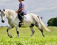 cross-welsh-pony