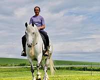 driving-welsh-pony