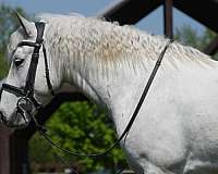 flashy-welsh-pony