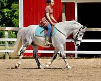 parade-welsh-pony