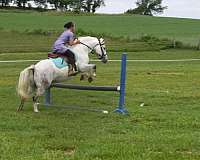 performance-welsh-pony