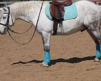 ridden-english-welsh-pony