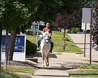 ridden-western-welsh-pony