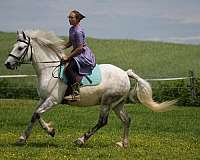 show-welsh-pony