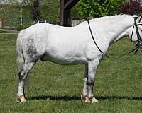 trail-welsh-pony