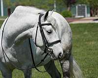 athletic-welsh-pony