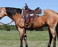 beginner-quarter-horse