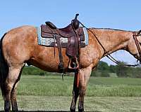 athletic-quarter-horse