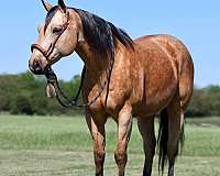 calf-roping-quarter-horse