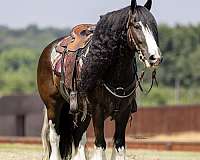 athletic-gypsy-vanner-horse