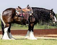 driving-gypsy-vanner-horse